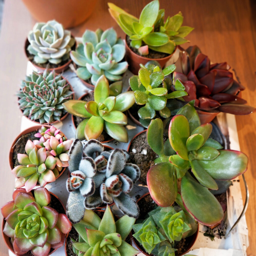 doniczkowe sukulenty