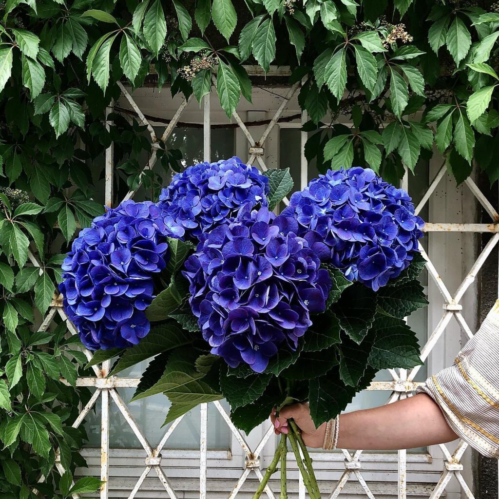 hortensja Praski Ogródek