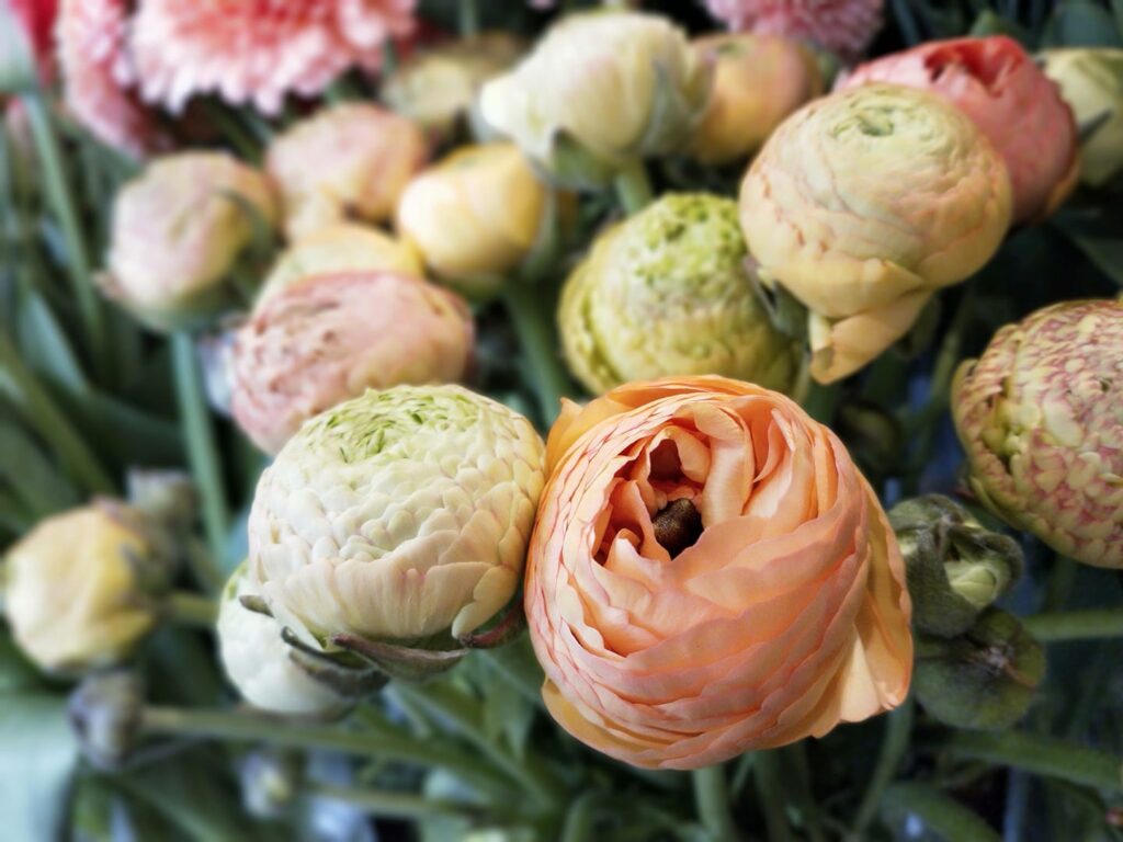 Jaskry Praski Ogródek